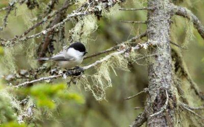 Lidt om ordklasser: Bøjelige og ubøjelige ord på finsk
