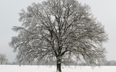 Vuodenajat ja kuukaudet